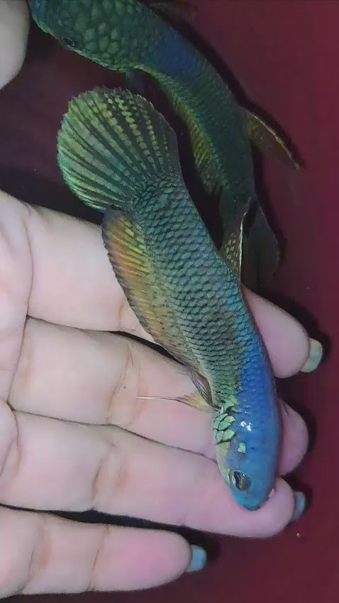 Ocellata Sp. Berau