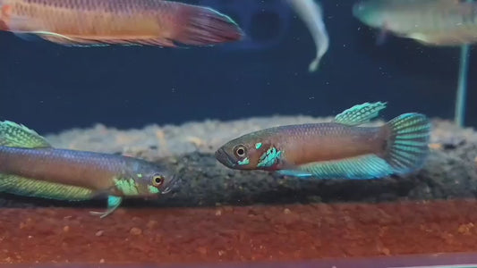 Betta Belayan