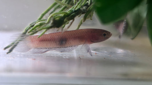 Brownorum Blue