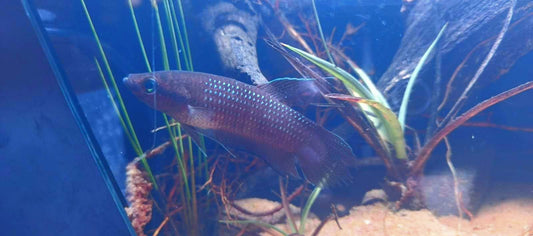 Betta Obscura