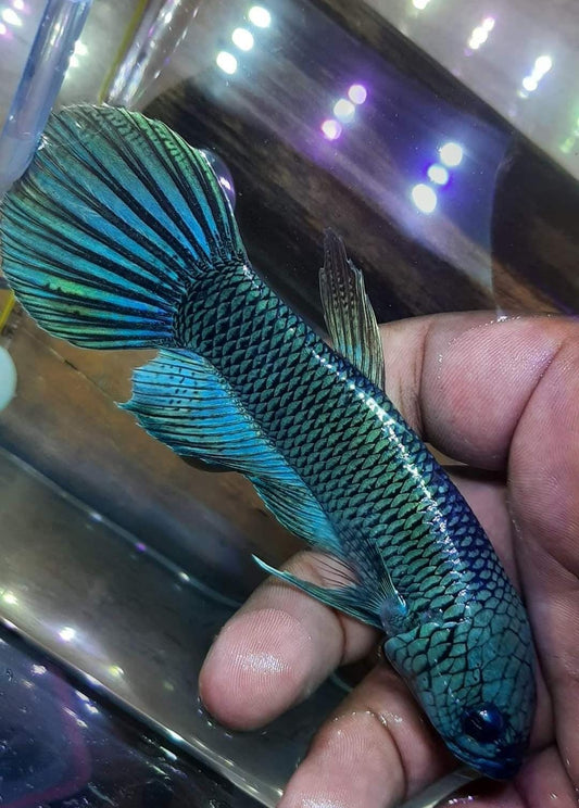 Anutata Type T0