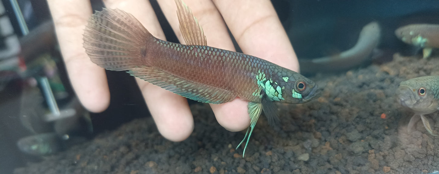 Betta Nawai sp. Belayan