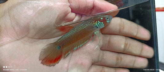 Palifina Sp. Sekurau Red
