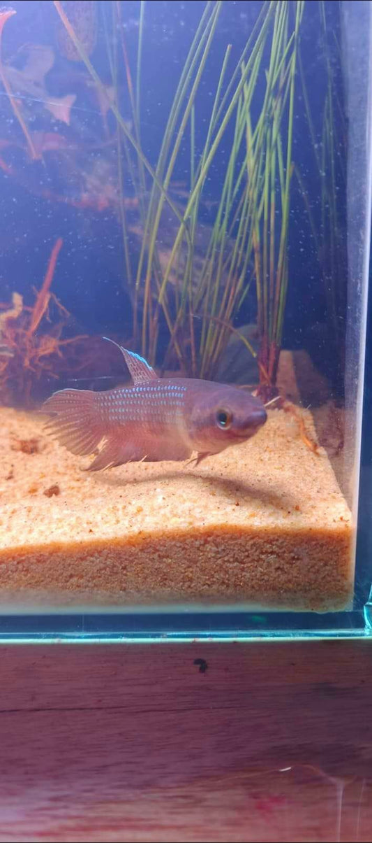 Betta Obscura