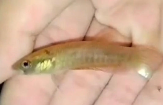 Patoti Sp. Gold