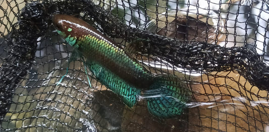 Betta Nawai sp. Belayan