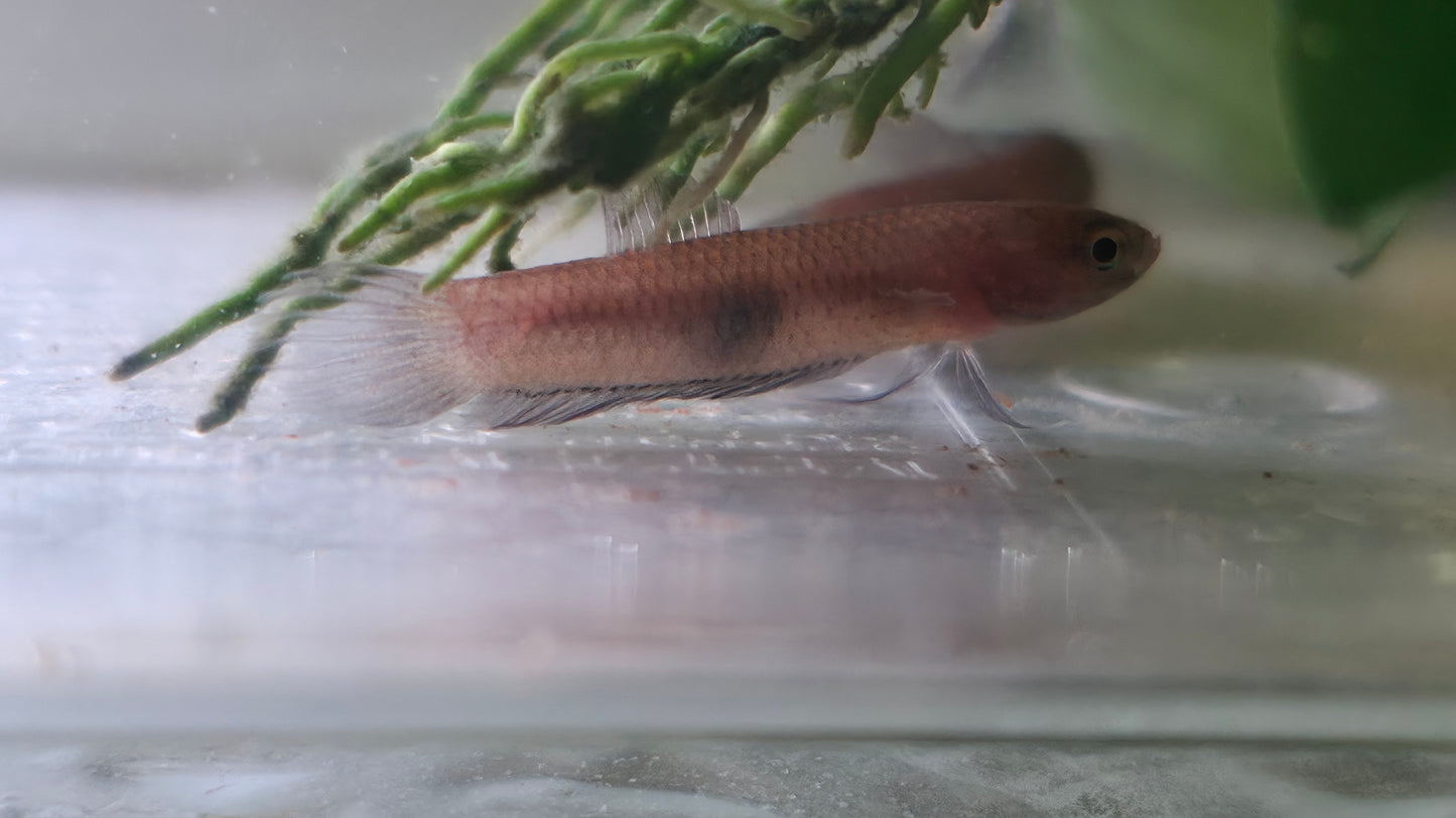 Brownorum Blue