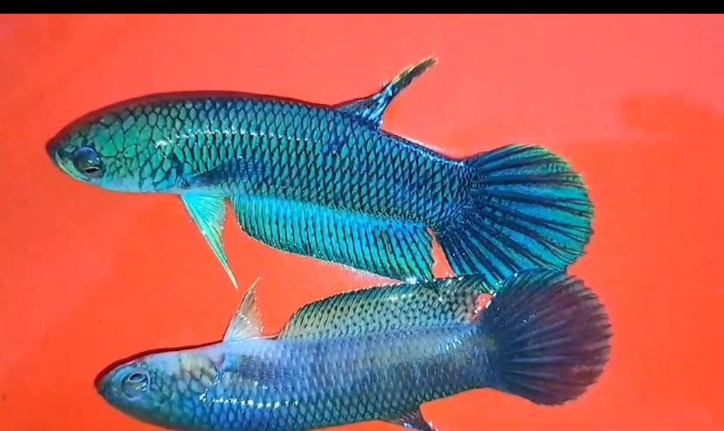 Antuta Full Blue Super Grade