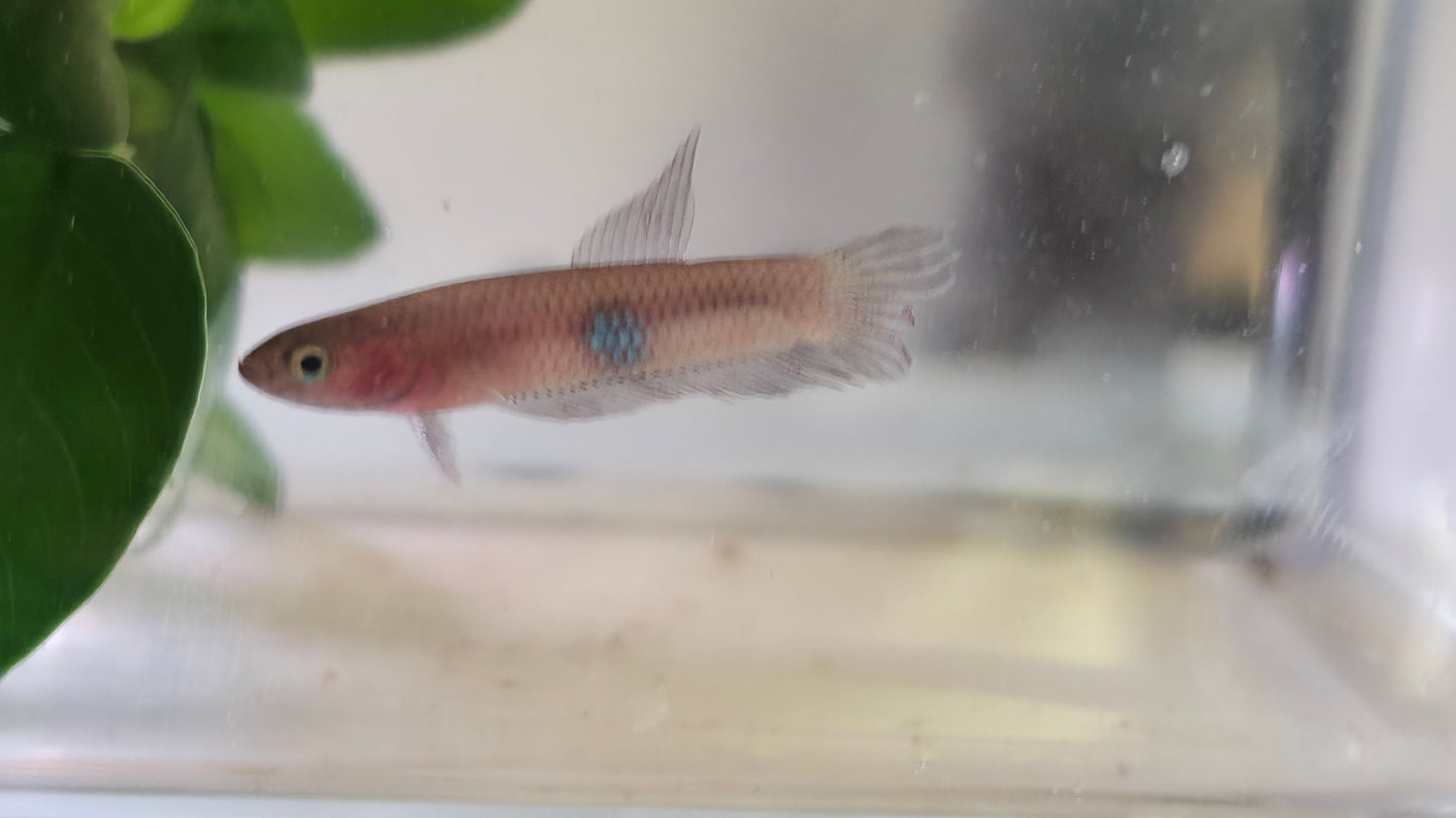 Brownorum Blue