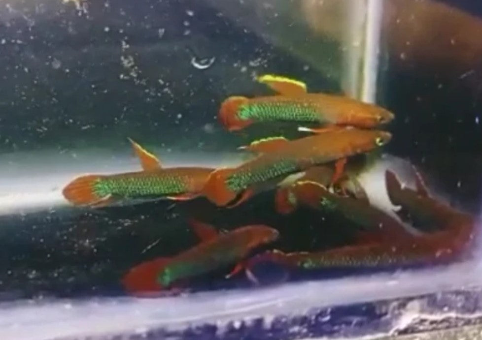 Api Api Sp. Jade