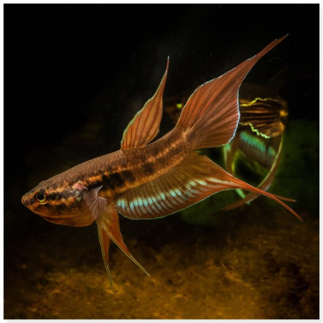 Dimittha Fish Dimidiata – Wild Exotic Bettas
