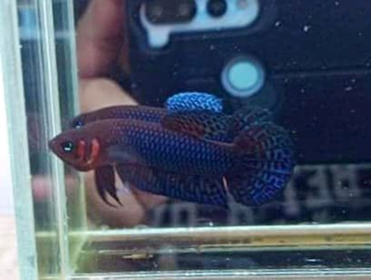 Hendra