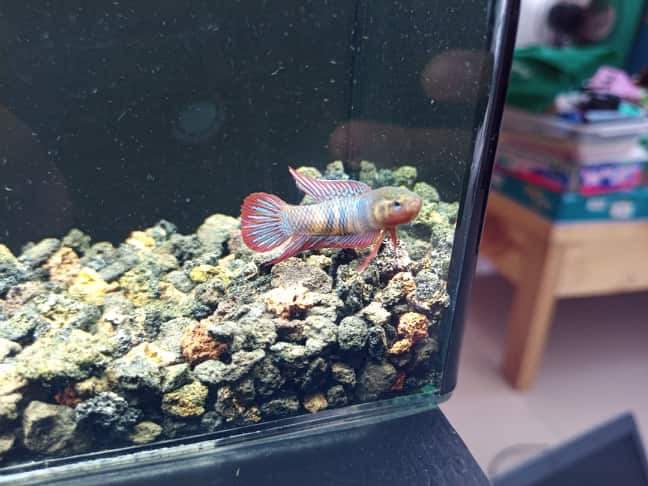 Uberis Sp. Kubu