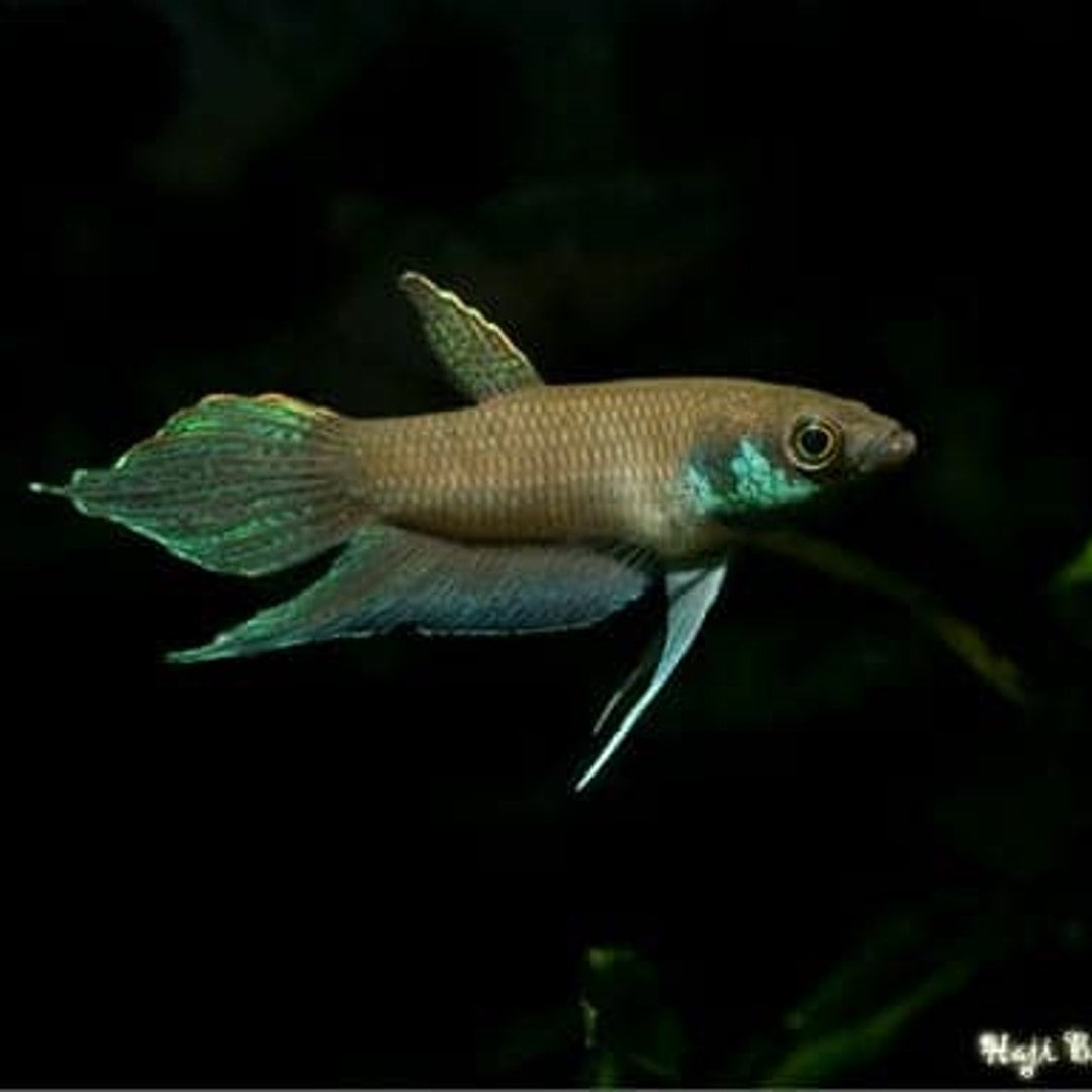 Lehi_Borneo
