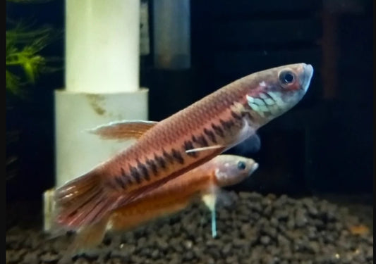 Patoti Sp. Luna