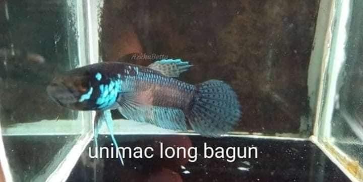 Unimac Long Bagun