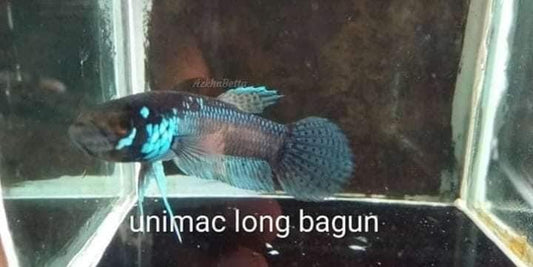 Unimac Long Bagun